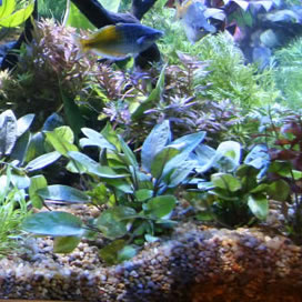 African Cichlid Substrate